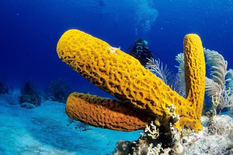 Diving in the Caribbean - Tubal Sponge, Caribbean, Central America