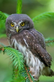 Glaucidium passerinum, pygmy owl, passerine owl, birds, owls, adolescent, high size, portrait,