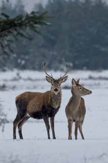 Red deer (Cervus elaphus) and red deer in a meadow in a snow-covered winter landscape, winter,