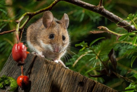 Apodemus flavicollis, yellow-necked mouse, rodents, rodentia, yellow-necked mouse, mammals, mouse,