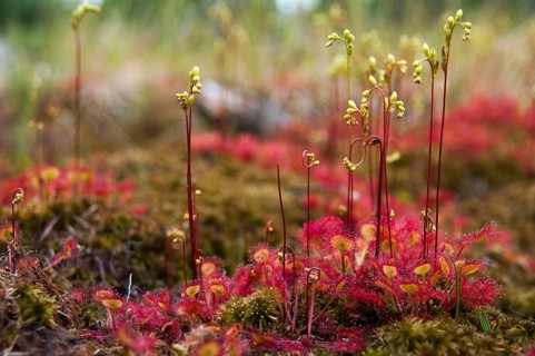 Brosswort, Bullwort, Drosera Rotundifolia, Droseraceae, Lord Spoon, Sky Spoon, Sky Dew, Round Leaf