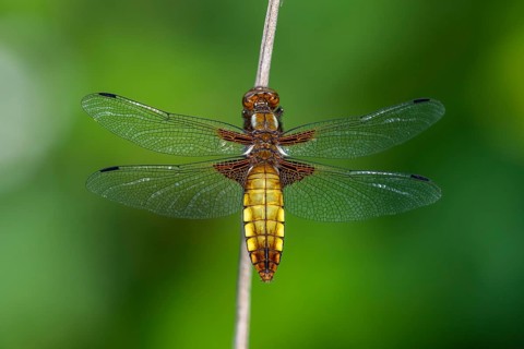 Common Skimmer (Libellula depressa), dragonfly, Wildeshausen, Lower Saxony, Germany