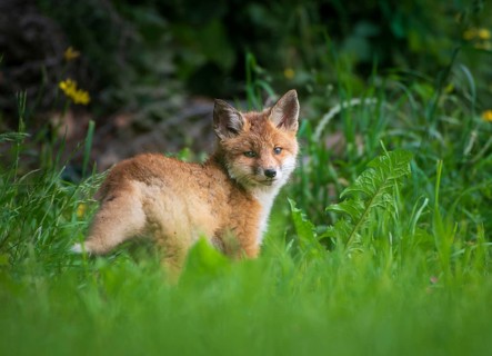 Red fox (Vulpes vulpes), young, Zurich, Switzerland