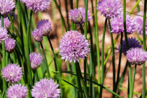 Close-up of deep purplish pink Allium schoenoprasum - Chives flowers in full bloom in spring,