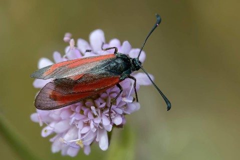 Beaver ram, blood droplet burnet, thyme ram, zygaena minos, blood droplets, butterfly, insects,