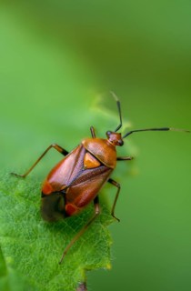 Deraeocoris ruber, triangular soft bug, common nimrod, heteroptera, red-spotted plant bug, red neck