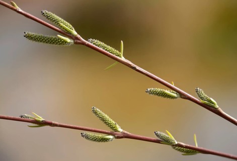 Purple willow, purple willow, salix purpurea, flora, spring, plants, spring