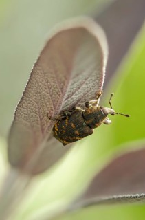 Curculionidae, spruce weevil, large brown weevil, Hylobius abietis, large pine weevil, weevil,