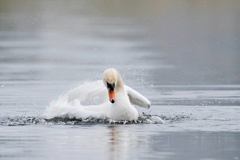 Mute swan (Cygnus olor), bathing, North Rhine-Westphalia, Germany