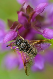 Abia candens, field widow flowers clubhorn leaf wasp, broad-leaved fingerroot, broad-leaved cuckoo