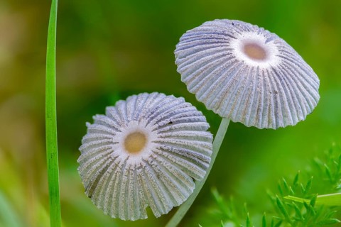 Coprinus plicatilis, common slice tinting, parasola plicatilis, slice tinting, fungi, fungus,