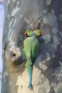 Two parrots are perched close together on a tree trunk, looking ahead, ring-necked parakeet