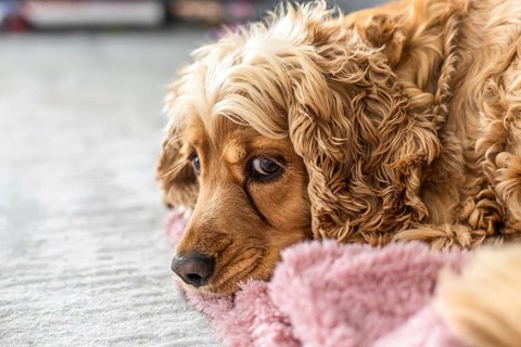 Detailed close up portrait of a purebred cocker spaniel showing tear staining and epiphora. Visible