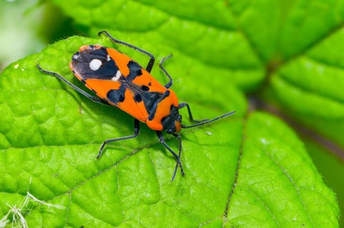 Lygaeus equestris, knight bug, black and red bug, ground bugs, insects, bugs