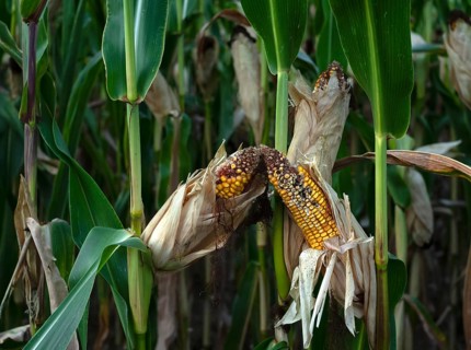 Burnt corn on the corn cob, corn field, dried up after heat wave, sun, heat, failed harvest