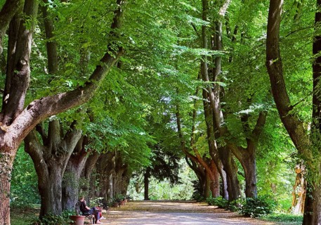 A avenue of lime trees (Tilia) in summer, Rombergpark Botanical Garden, Dortmund, Ruhr region,