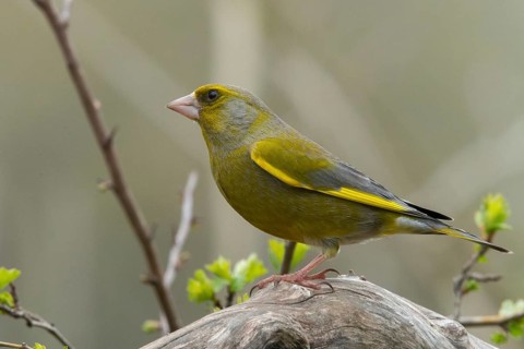 Carduelis chloris, chloris chloris, greenfinch, greenfinch, greenfinch, greenfinch, birds, passeri,
