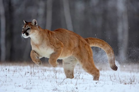 Cougar (Felis concolor), Minnesota, USA: A Cougar leaps dynamically through the snow-covered forest