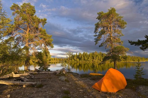 Tent under a pine tree, Rogen Nature Reserve, Härjedalen, Sweden