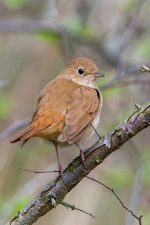 Luscinia megarhynchos, nightingale, birds, high size, portrait format, passeri, songbirds,