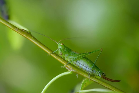 Conocephalus dorsalis, short-winged swordscare, short-winged conehead, grasshoppers, grasshoppers,