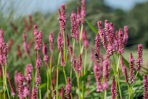 Candle-leaved knotweed (Persicaria amplexicaulis) with a ground bumblebee, Netherlands