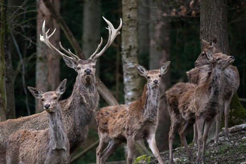 Artiodactyla, Cervus Elaphus, even-toed ungulate, cloven-hoofed, red deer, red deer, deer, mammals,