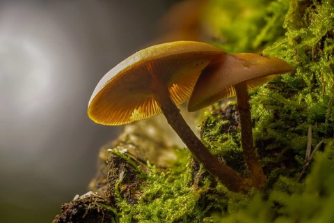Real stick sponge, European stick sponge, Galerina mutabilis, common stick sponge, Kühneromyces