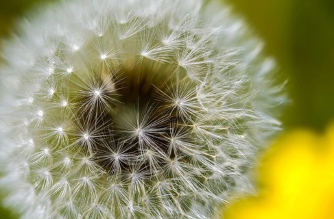 Asteraceae, common dandelion, daisy, dandelion, dandelion, dandelion, taraxacum officinale agg.,