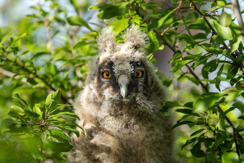 An owl chick peeks out curiously from among the green leaves, Long-eared Owl (Asio otus), a young