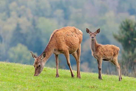 A female red deer (Cervus elaphus) and her calf are standing in a meadow in hilly terrain. A forest