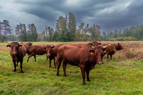 Artiodactyla, Bavaria, Bos Taurus sspec.5, cattle, even-toed ungulate, Höhenvieh, Upper Palatinate,