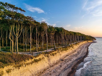 Ghost Forest at the Golden Hour, Nienhagen, GermanyDefault