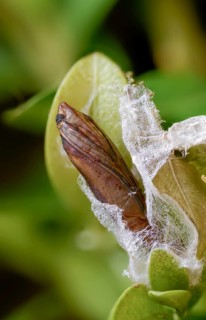 Box tree moth, boxwood moth, boxwood moth, cydalima perspectalis, moth, web, high size, portrait