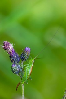 Conocephalus dorsalis, short-winged swordscare, short-winged conehead, grasshopper, grasshopper,