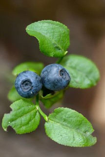 Bickberry, blueberry, ericaceae, European blueberry, heather family, blueberry, mollberry,