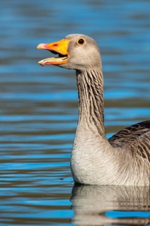 Greylag Goose (Anser anser), Dümmer, Lembruch, Lower Saxony, Germany