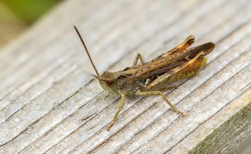Acrididae, caelifera, field locusts, gomphocerinae, short-feeler, nightingale grasshopper,