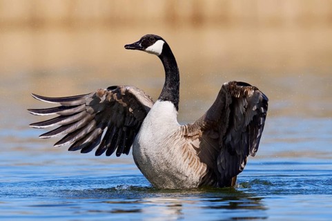 Canada Goose (Branta canadensis), flapping its wings, North Rhine-Westphalia, Germany