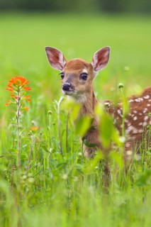 White-tailed deer (Odocoileus virginianus), Minnesota, USA. A fawn looks into the camera,