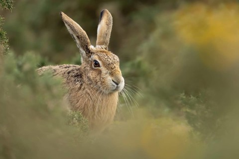European brown hare (Lepus europaeus) adult animal amongst gorse bushes, England, United Kingdom