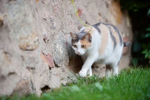 Domestic cat, tortoiseshell cat, North Rhine-Westphalia, Germany