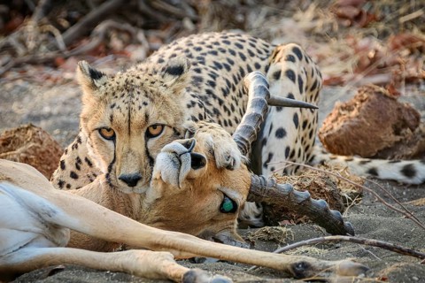 Cheetah, (Acinonyx jubatus), and her prey, Impala, Aepyceros melampus, Mashatu Game Reserve,