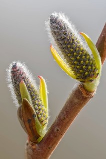 Purple willow, purple willow, salix purpurea, flora, spring, high size, portrait, plants, spring