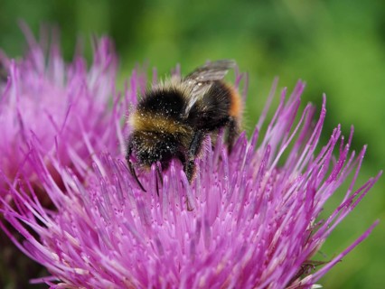 A meadow bumblebee (Bombus pratorum), covered in pollen, perches on a pink flower in a vibrant