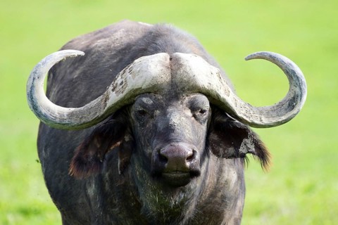 Animals, Mammals, Africa, Tanzania, Portrait, Buffalo, (Buffalo buffalo), Tanzania