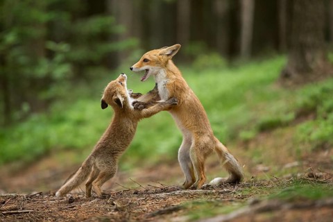 Two foxes playing, red fox (Vulpes vulpes)