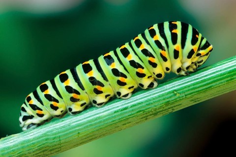 Animals, insects, butterflies, caterpillars, swallowtail (Papilio machaon)
