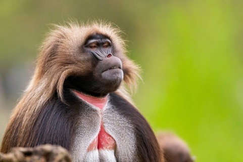 Gelada (Theropithecus gelada) male, portrait, captive, distribution africa