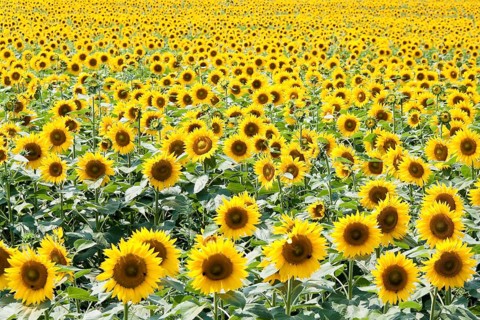 A blooming sunflower field, sunflowers, Austria